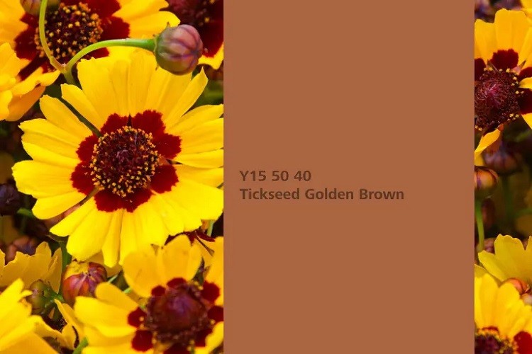 Naturalna farba ścienna w odcieniu „Tickseed Golden Brown” prezentuje ciepły, naturalny kolor dziewanny i nadaje pomieszczeniom ożywczą atmosferę. Kolor ten emanuje ciepłem i aktywizującą energią oraz przynosi ze sobą żywiołowość wiosny.Fot: <sup>©</sup> sheilaf2002 | www.stock.adobe.com