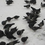 BirdSystem przestrzega przed dokarmianiem gołębi