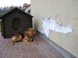 Rudy – sprawca całego zamieszania i jego „dzieło”.