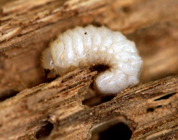 Larwa Tykotka