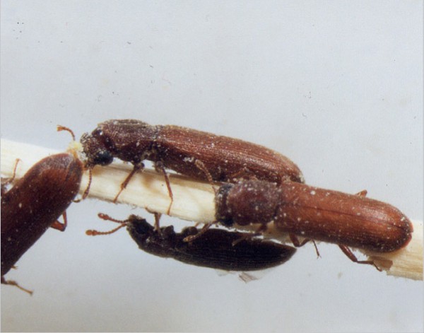 Miazgowiec brunatny
