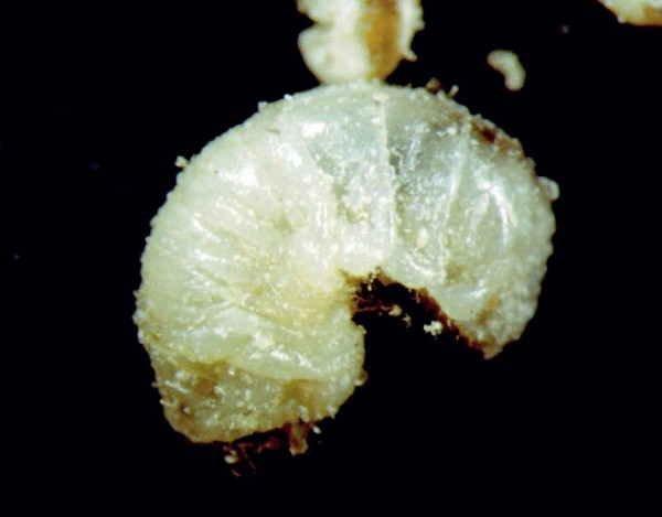 Larwa miazgowca brunatnego